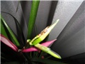 cvijet